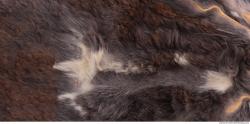 Photo Textures of Fur